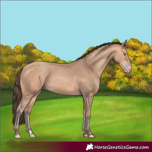 Horse Color:Amber Champagne Rabicano 