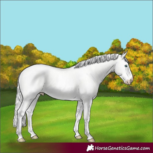 Horse Color:Cremello Dun Tobiano 