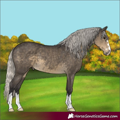 Horse Color:Silver Smoky Black