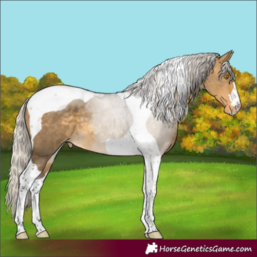 Horse Color:Silver Buckskin Dun Tobiano Appaloosa