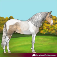 Horse Color:Silver Buckskin Dun Tobiano Appaloosa 