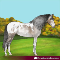 Horse Color:Gray Brown Dun Sabino Tobiano Appaloosa