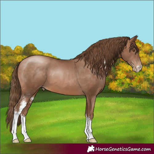 Horse Color:Brown Pearl Sabino 