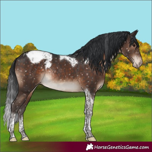 Horse Color:Brown Tobiano Appaloosa Rabicano 