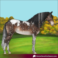 Horse Color:Brown Tobiano Appaloosa Rabicano