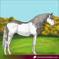 Horse Color:Silver Smoky Black Sabino Frame Rabicano