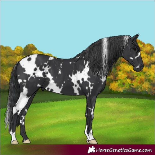 Horse Color:White Spotted Black 