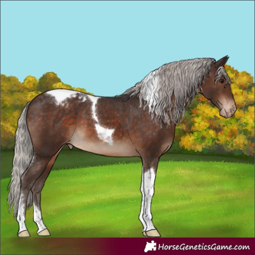 Horse Color:Silver Brown Tobiano Appaloosa 