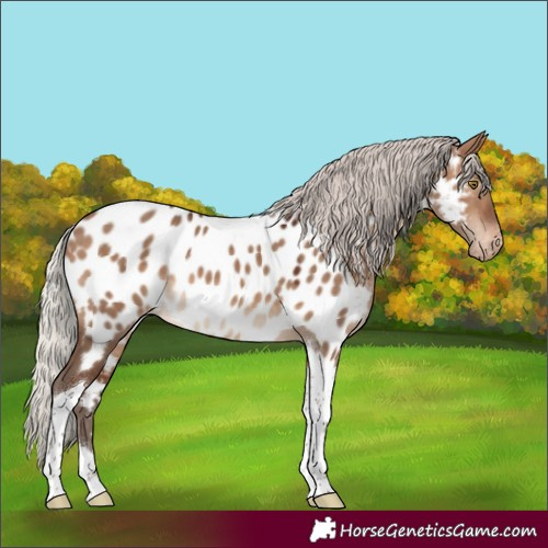 Horse Color:Silver Brown Dun Tobiano Appaloosa