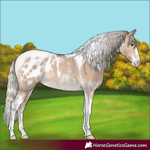 Horse Color:Silver Brown Dun Sabino Tobiano Appaloosa 