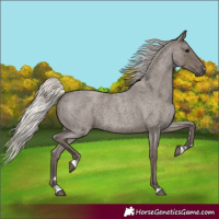 Horse Color:Silver Blue Roan 