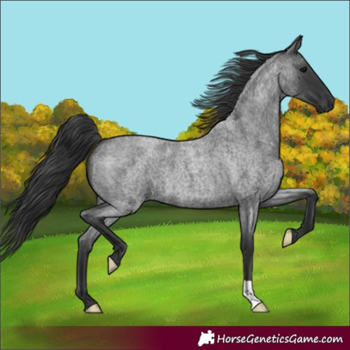 Horse Color:Blue Roan 