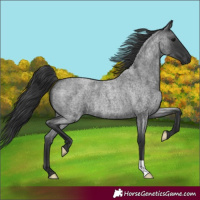 Horse Color:Blue Roan 