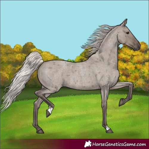 Horse Color:Silver Grullo Roan 