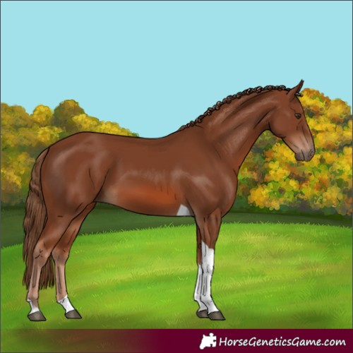Horse Color:Chestnut Tobiano 