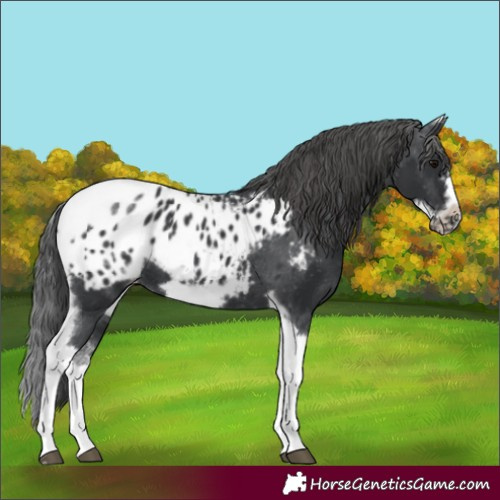 Horse Color:White Spotted Black Splash Tobiano Frame Appaloosa