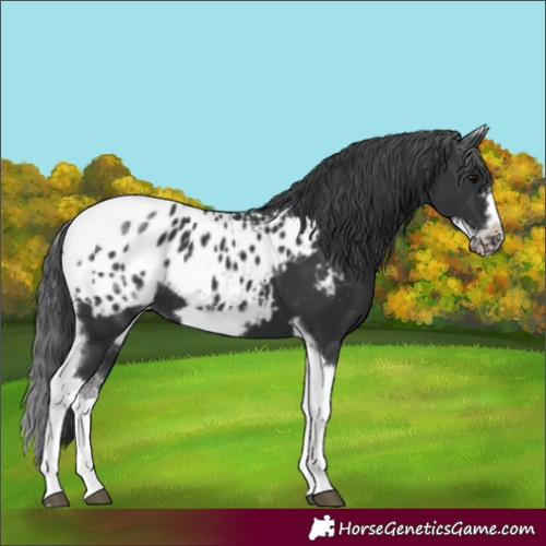 Horse Color:White Spotted Black Splash Tobiano Frame Appaloosa 