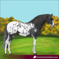 Horse Color:White Spotted Black Splash Tobiano Frame Appaloosa