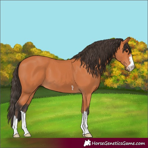 Horse Color:Bay 