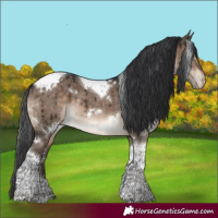 Horse Color:White Spotted Brown Dun Tobiano Appaloosa Rabicano Brindle