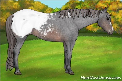 Horse Color:Brown Appaloosa 