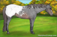 Horse Color:Brown Appaloosa 