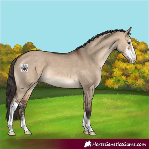 Horse Color:Bay Dun Sabino 