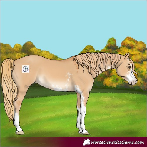Horse Color:Red Dun Sabino 