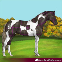 Horse Color:Plaid Liver Chestnut Tobiano