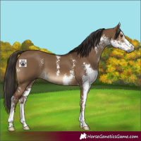 Horse Color:Gray Liver Red Dun Sabino