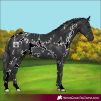Horse Color:White Spotted Black 