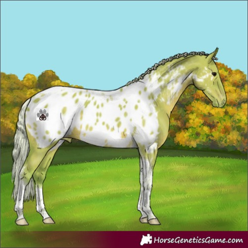 Horse Color:Watercolor Silver Grullo Tobiano Near Leopard 