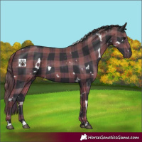 Horse Color:Plaid White Spotted Black