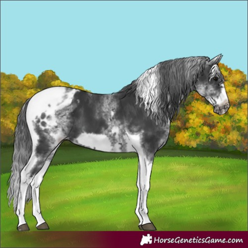 Horse Color:White Spotted Black Splash Tobiano Frame Appaloosa 