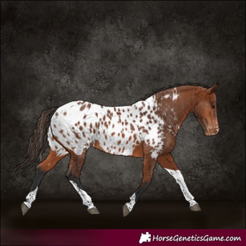 Horse Color:Bay Tobiano Appaloosa