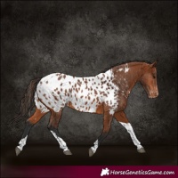 Horse Color:Bay Tobiano Appaloosa