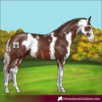 Horse Color:Silver Bay Sabino 