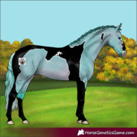 Horse Color:Gray Watercolor Bay Dun Tobiano