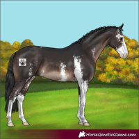 Horse Color:Brown Sabino