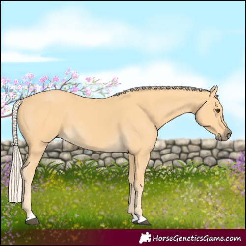 Horse Color:Palomino 