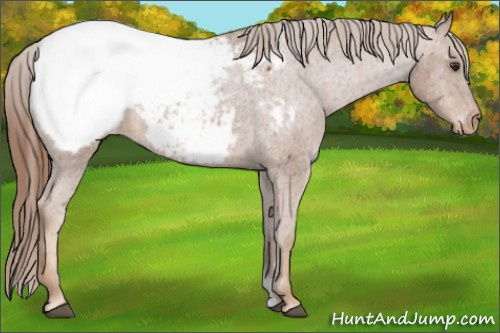 Horse Color:Chestnut Near Fewspot 
