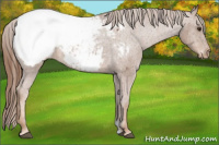 Horse Color:Chestnut Appaloosa 