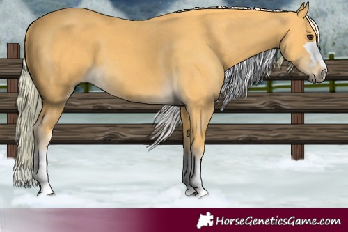 Horse Color:Palomino 