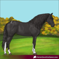 Horse Color:Smoky Black Tobiano 