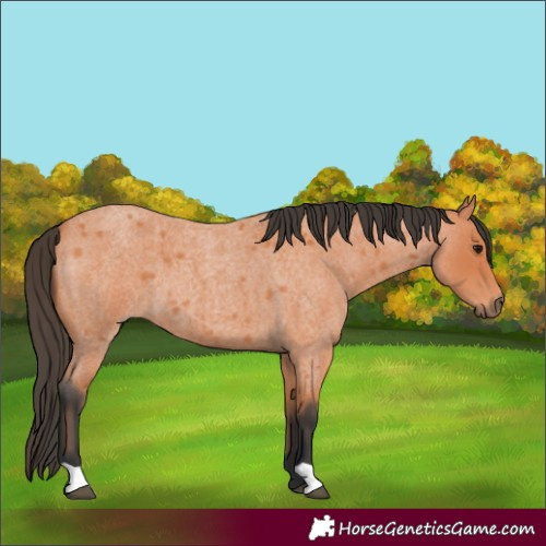 Horse Color:Bay Roan 