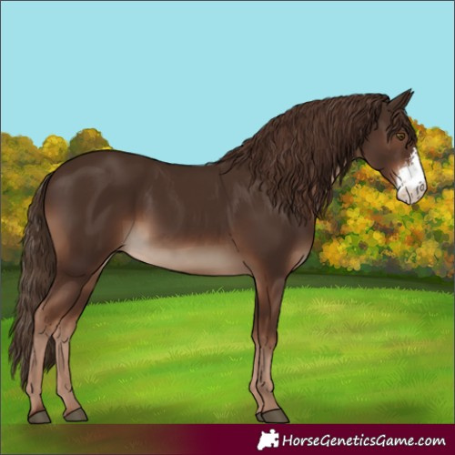 Horse Color:Liver Chestnut Sabino 