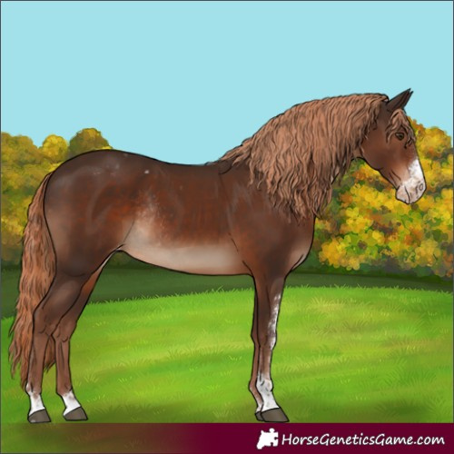 Horse Color:Liver Chestnut Sabino Appaloosa Rabicano 