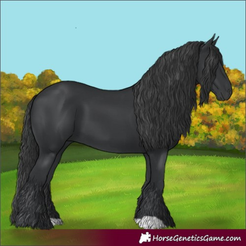 Horse Color:Black 