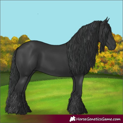 Horse Color:Black 