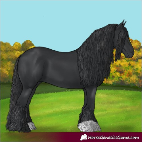 Horse Color:Black 